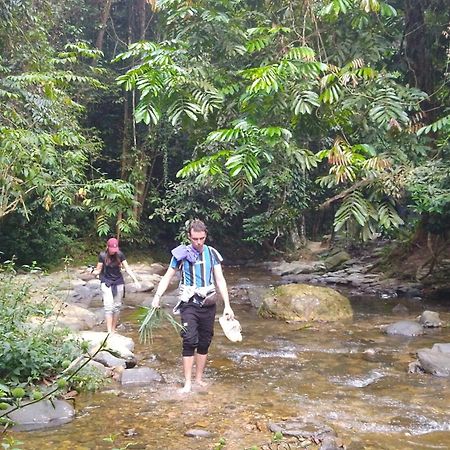 Pongo Guest House & Jungle Trekking بوكيت لاوانج المظهر الخارجي الصورة