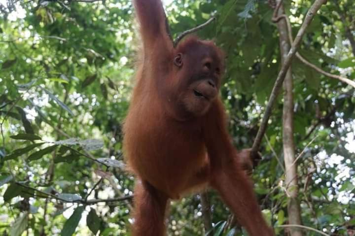 Pongo Guest House & Jungle Trekking بوكيت لاوانج المظهر الخارجي الصورة