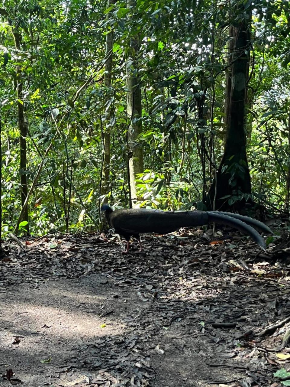Pongo Guest House & Jungle Trekking بوكيت لاوانج المظهر الخارجي الصورة
