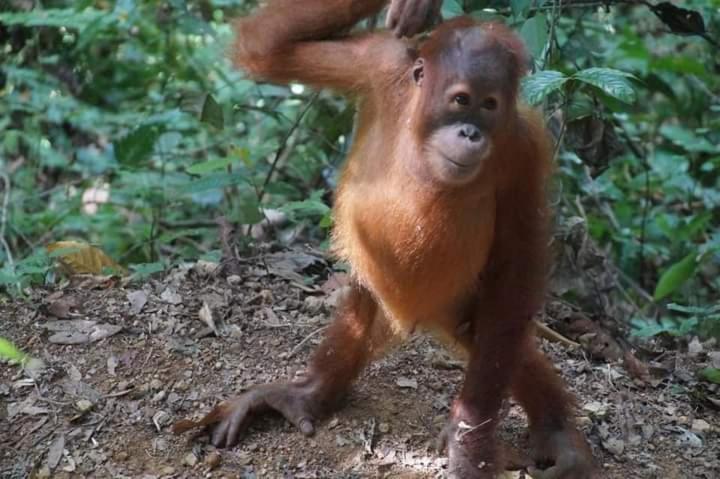 Pongo Guest House & Jungle Trekking بوكيت لاوانج المظهر الخارجي الصورة