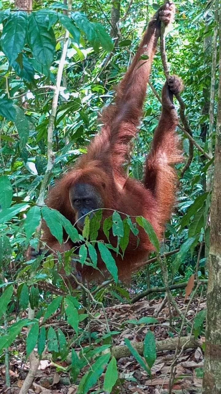 Pongo Guest House & Jungle Trekking بوكيت لاوانج المظهر الخارجي الصورة