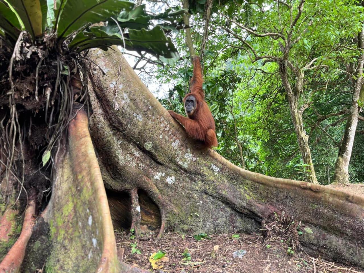 Pongo Guest House & Jungle Trekking بوكيت لاوانج المظهر الخارجي الصورة