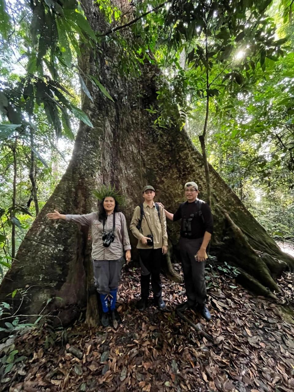 Pongo Guest House & Jungle Trekking بوكيت لاوانج المظهر الخارجي الصورة