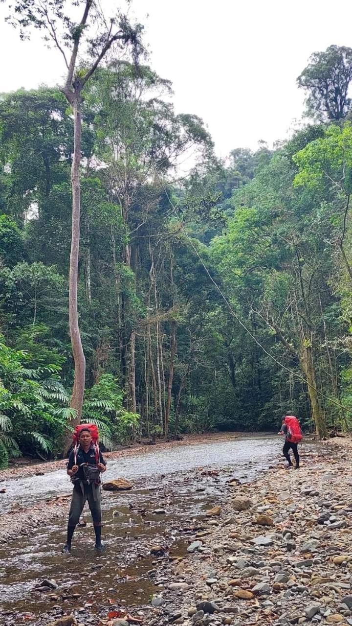 Pongo Guest House & Jungle Trekking بوكيت لاوانج المظهر الخارجي الصورة