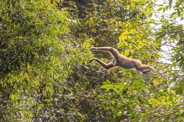 Pongo Guest House & Jungle Trekking بوكيت لاوانج المظهر الخارجي الصورة