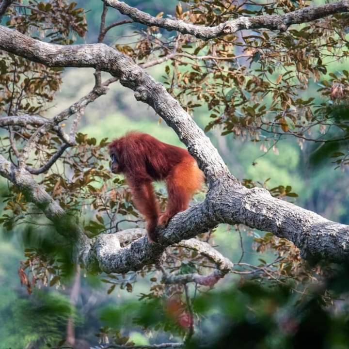 Pongo Guest House & Jungle Trekking بوكيت لاوانج المظهر الخارجي الصورة