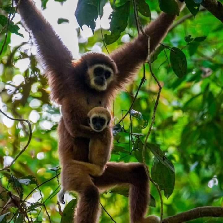 Pongo Guest House & Jungle Trekking بوكيت لاوانج المظهر الخارجي الصورة