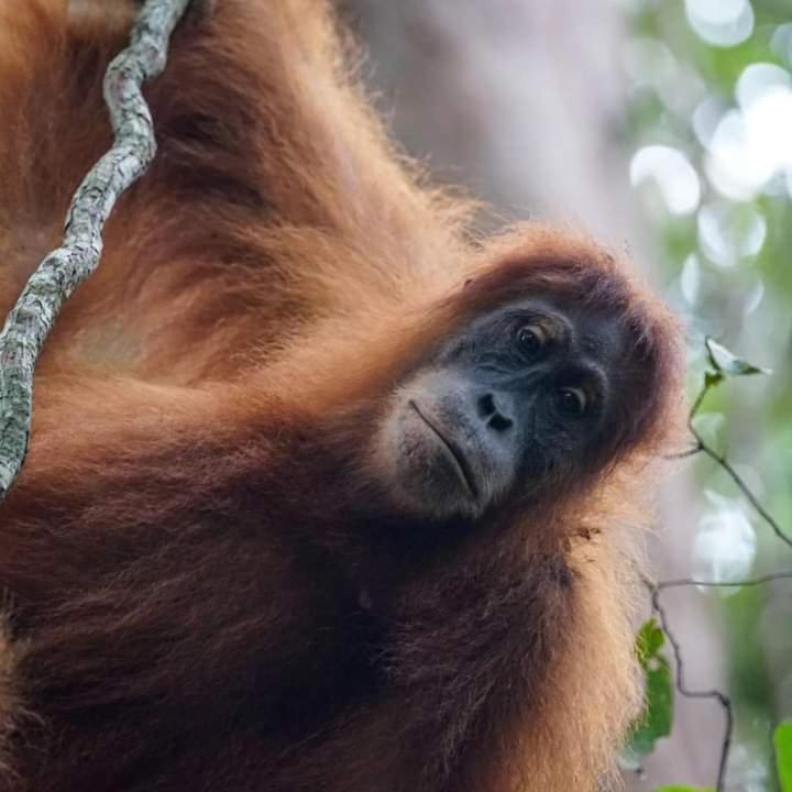 Pongo Guest House & Jungle Trekking بوكيت لاوانج المظهر الخارجي الصورة