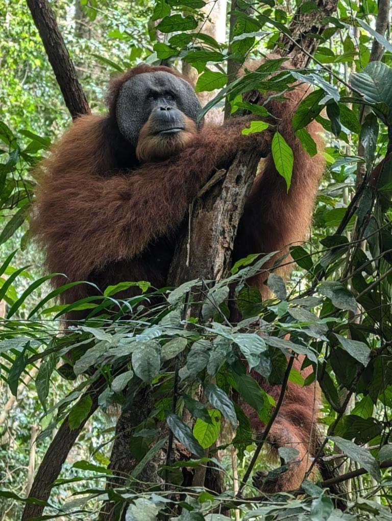 Pongo Guest House & Jungle Trekking بوكيت لاوانج المظهر الخارجي الصورة