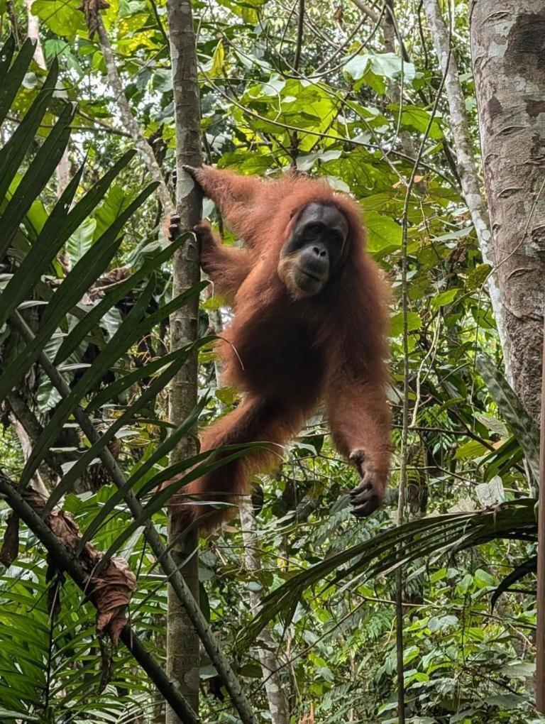 Pongo Guest House & Jungle Trekking بوكيت لاوانج المظهر الخارجي الصورة