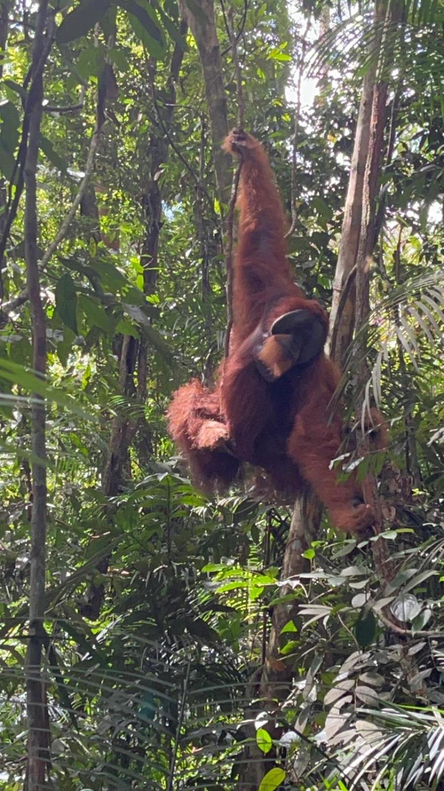 Pongo Guest House & Jungle Trekking بوكيت لاوانج المظهر الخارجي الصورة