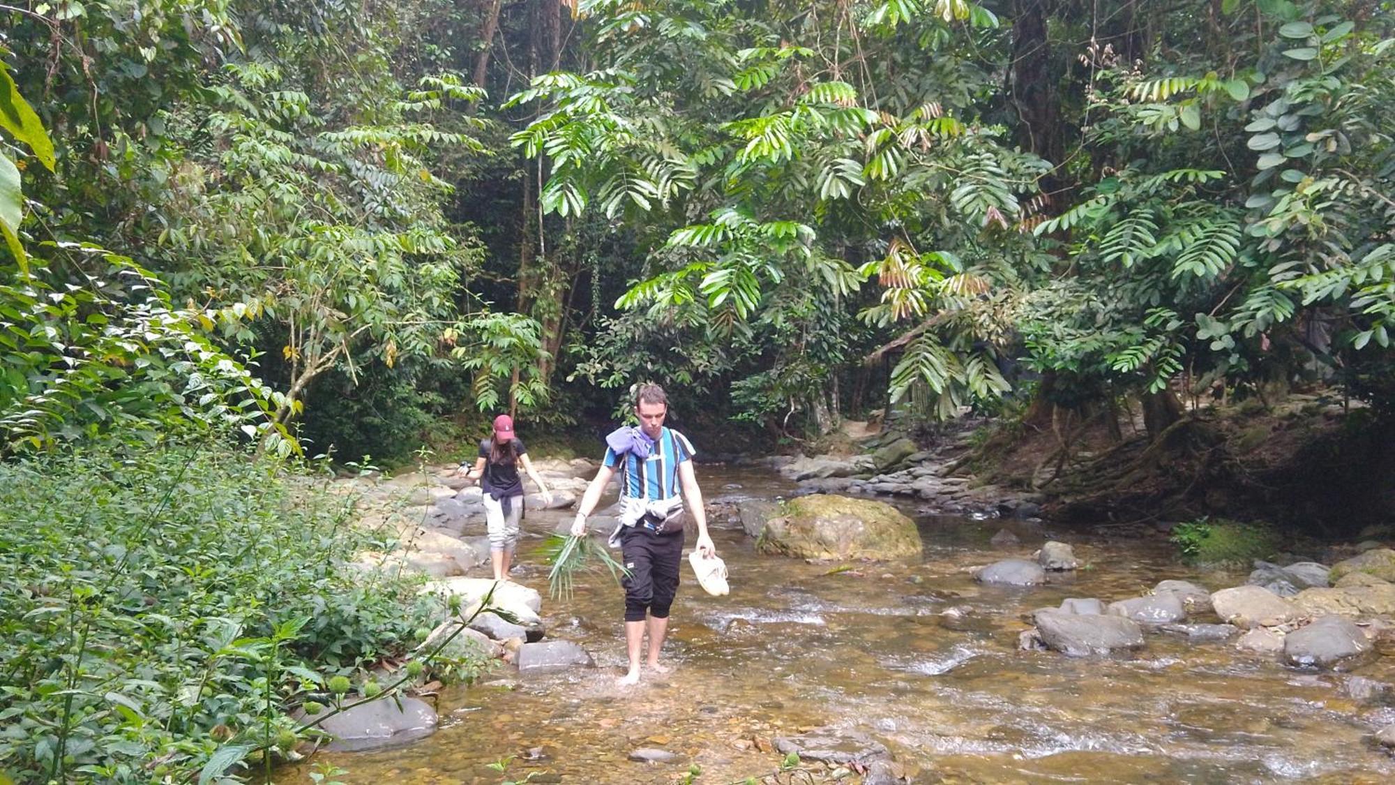 Pongo Guest House & Jungle Trekking بوكيت لاوانج المظهر الخارجي الصورة
